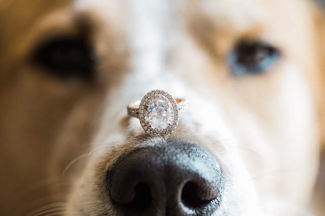 diamonds.dogs-1